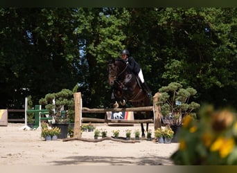 Deutsches Reitpferd, Hengst, 11 Jahre, 167 cm, Brauner