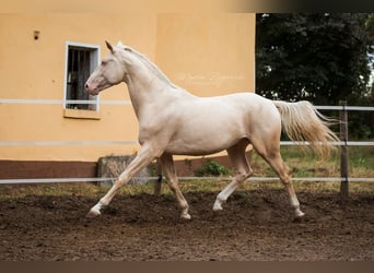 Deutsches Reitpferd, Hengst, 11 Jahre, 173 cm, Cremello