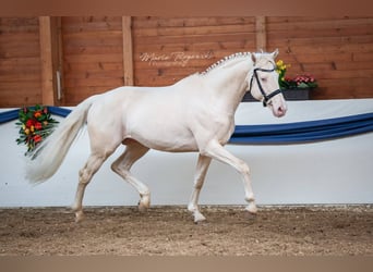 Deutsches Reitpferd, Hengst, 15 Jahre, 160 cm, Cremello