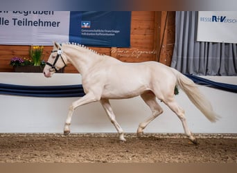 Deutsches Reitpferd, Hengst, 15 Jahre, 160 cm, Cremello