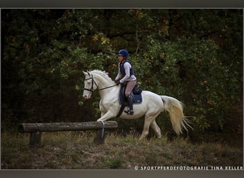 Deutsches Reitpferd, Hengst, 15 Jahre, 160 cm, Cremello