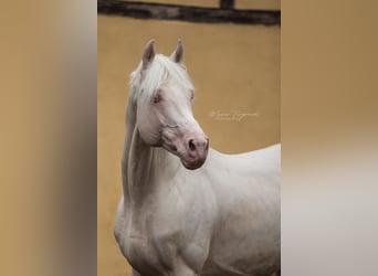 Deutsches Reitpferd, Hengst, 16 Jahre, 160 cm, Cremello