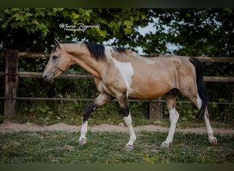 Deutsches Reitpferd, Hengst, 18 Jahre, 165 cm, Schecke