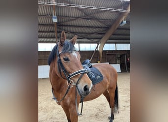 Deutsches Reitpferd, Hengst, 19 Jahre, 164 cm, Brauner