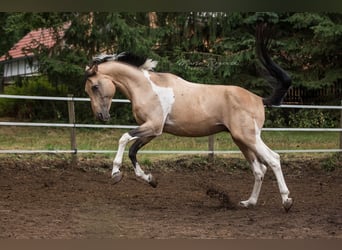 Deutsches Reitpferd, Hengst, 19 Jahre, 165 cm, Schecke