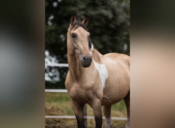 Deutsches Reitpferd, Hengst, 19 Jahre, 165 cm, Schecke