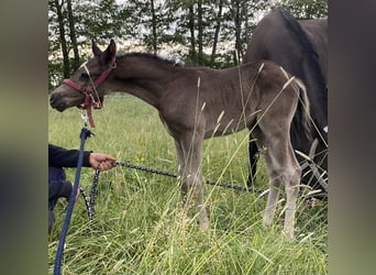 Deutsches Reitpferd, Hengst, 1 Jahr, 146 cm, Rappe