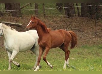 Deutsches Reitpferd, Hengst, 1 Jahr, 150 cm, Fuchs