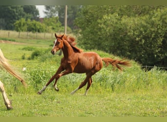 Deutsches Reitpferd, Hengst, 1 Jahr, 150 cm, Fuchs