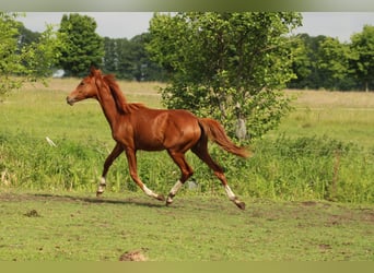 Deutsches Reitpferd, Hengst, 1 Jahr, 150 cm, Fuchs