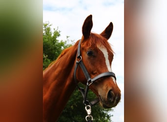 Deutsches Reitpferd, Hengst, 1 Jahr, 150 cm, Fuchs