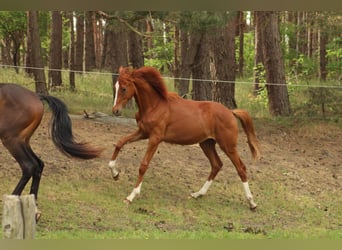 Deutsches Reitpferd, Hengst, 1 Jahr, 150 cm, Fuchs