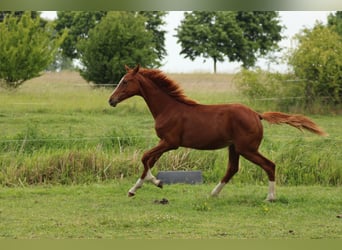 Deutsches Reitpferd, Hengst, 1 Jahr, 150 cm, Fuchs
