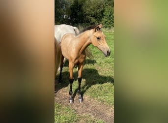 Deutsches Reitpferd, Hengst, 1 Jahr, 167 cm, Falbe
