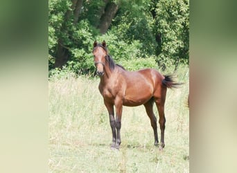 Deutsches Reitpferd, Hengst, 1 Jahr, 169 cm, Brauner