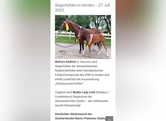 Deutsches Reitpferd, Hengst, 1 Jahr, 170 cm, Brauner