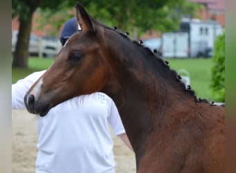 Deutsches Reitpferd, Hengst, 1 Jahr, 170 cm, Brauner