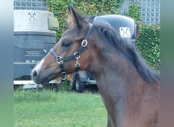 Deutsches Reitpferd, Hengst, 1 Jahr, 170 cm, Brauner