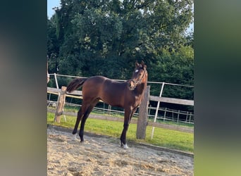 Deutsches Reitpferd, Hengst, 1 Jahr, 170 cm, Brauner