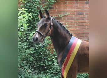 Deutsches Reitpferd, Hengst, 1 Jahr, 170 cm