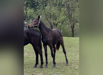 Deutsches Reitpferd, Hengst, 1 Jahr