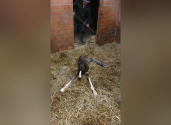 Deutsches Reitpferd, Hengst, 1 Jahr