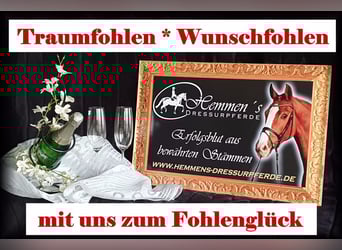 Deutsches Reitpferd, Hengst, 1 Jahr