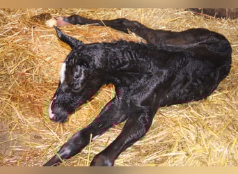 Deutsches Reitpferd, Hengst, 1 Jahr