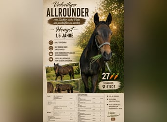 Deutsches Reitpferd, Hengst, 1 Jahr, Dunkelbrauner