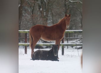 Deutsches Reitpferd, Hengst, 1 Jahr, Fuchs