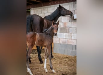 Deutsches Reitpferd, Hengst, 1 Jahr, Schwarzbrauner