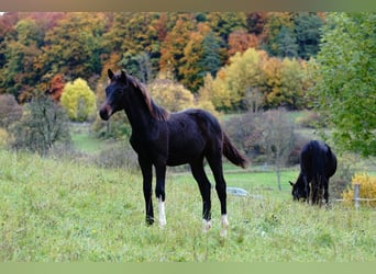 Deutsches Reitpferd, Hengst, 1 Jahr, Schwarzbrauner