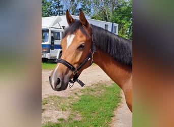 Deutsches Reitpferd, Hengst, 2 Jahre, 155 cm, Brauner