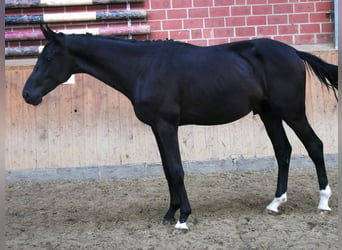 Deutsches Reitpferd, Hengst, 2 Jahre, 155 cm