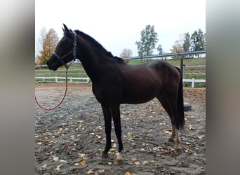 Deutsches Reitpferd, Hengst, 2 Jahre, 164 cm, Dunkelbrauner