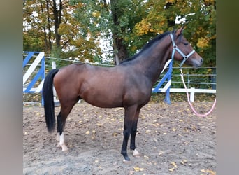 Deutsches Reitpferd, Hengst, 2 Jahre, 164 cm, Dunkelbrauner