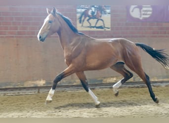Deutsches Reitpferd, Hengst, 2 Jahre, 167 cm, Brauner