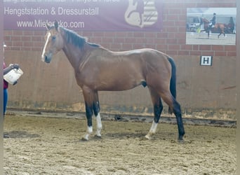 Deutsches Reitpferd, Hengst, 2 Jahre, 167 cm, Brauner