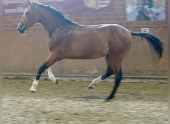 Deutsches Reitpferd, Hengst, 2 Jahre, 167 cm, Brauner