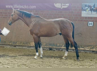 Deutsches Reitpferd, Hengst, 2 Jahre, 167 cm, Brauner