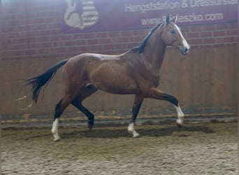 Deutsches Reitpferd, Hengst, 2 Jahre, 167 cm, Brauner