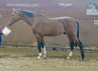 Deutsches Reitpferd, Hengst, 2 Jahre, 167 cm, Brauner