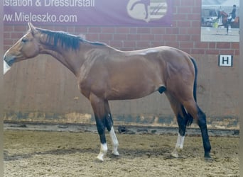 Deutsches Reitpferd, Hengst, 2 Jahre, 167 cm, Brauner