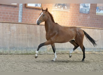 Deutsches Reitpferd, Hengst, 2 Jahre, 167 cm, Brauner
