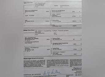Deutsches Reitpferd, Hengst, 2 Jahre, 175 cm, Brauner