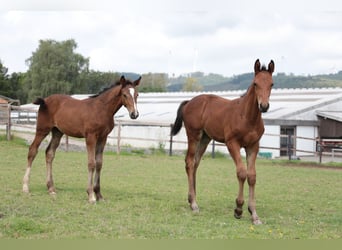 Deutsches Reitpferd, Hengst, 2 Jahre, Brauner