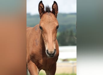Deutsches Reitpferd, Hengst, 2 Jahre, Brauner