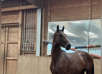 Deutsches Reitpferd, Hengst, 2 Jahre, Brauner