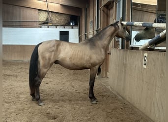 Deutsches Reitpferd, Hengst, 2 Jahre, Buckskin