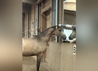 Deutsches Reitpferd, Hengst, 2 Jahre, Buckskin
